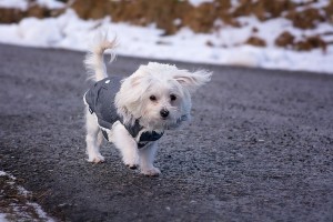 dog-1127321_640 (1)